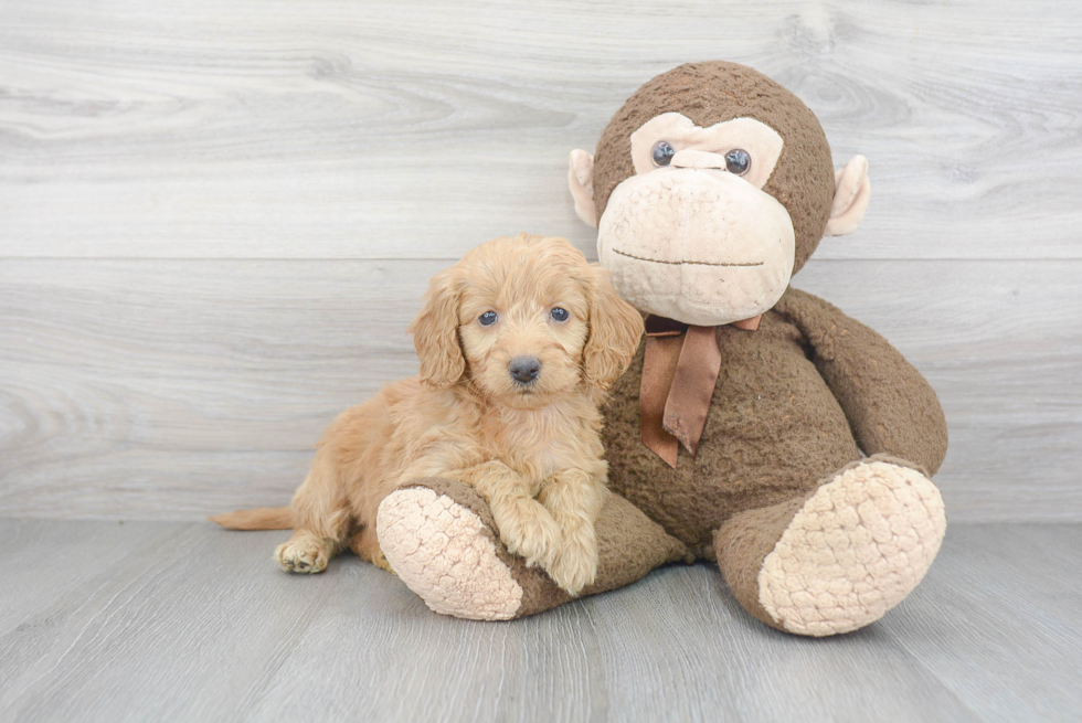 Energetic Golden Retriever Poodle Mix Puppy