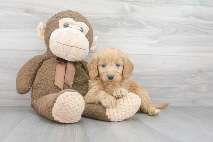 Playful Golden Retriever Poodle Mix Puppy