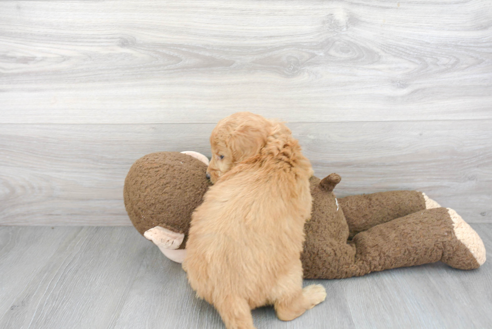 Petite Mini Goldendoodle Poodle Mix Pup