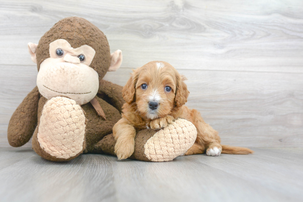 Mini Goldendoodle Puppy for Adoption