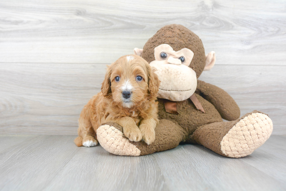 Best Mini Goldendoodle Baby