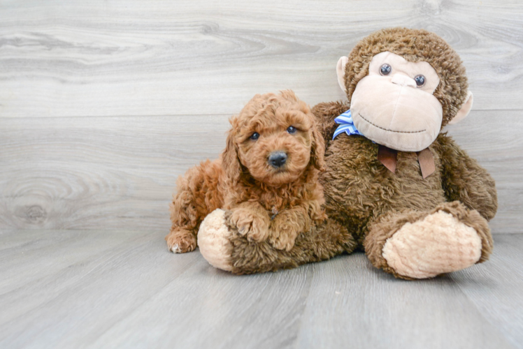 Cute Mini Goldendoodle Poodle Mix Pup