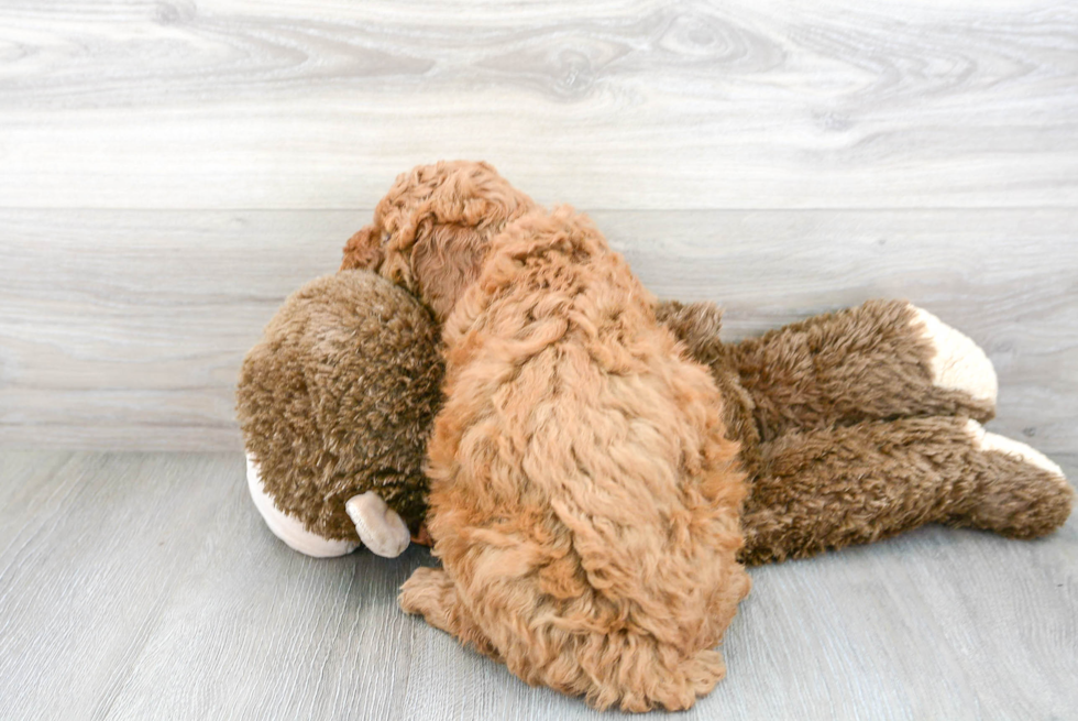 Mini Goldendoodle Pup Being Cute