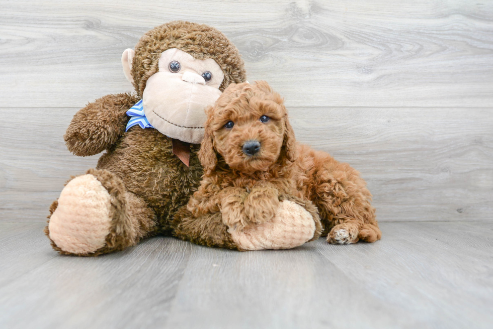 Best Mini Goldendoodle Baby