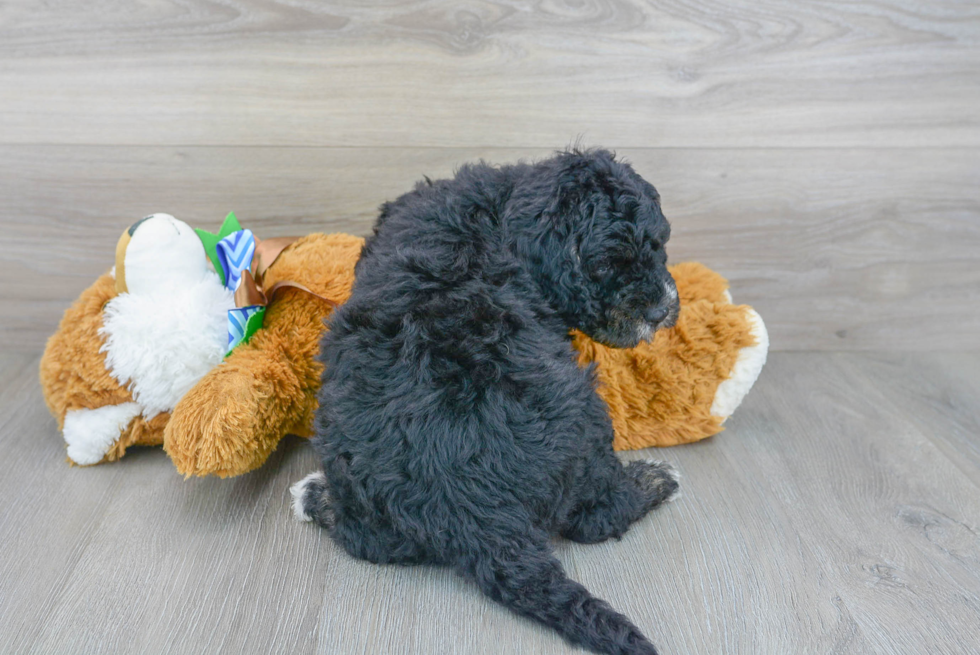 Smart Mini Goldendoodle Poodle Mix Pup