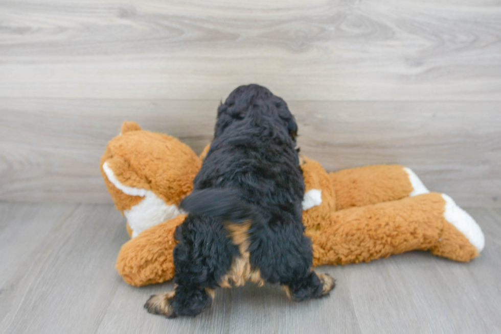 Mini Goldendoodle Puppy for Adoption