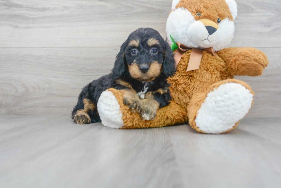 Little Golden Retriever Poodle Mix Puppy