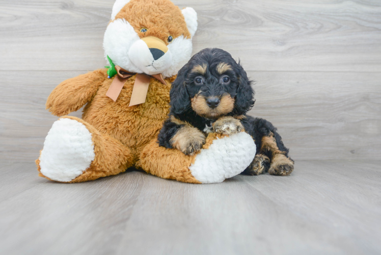 Friendly Mini Goldendoodle Baby