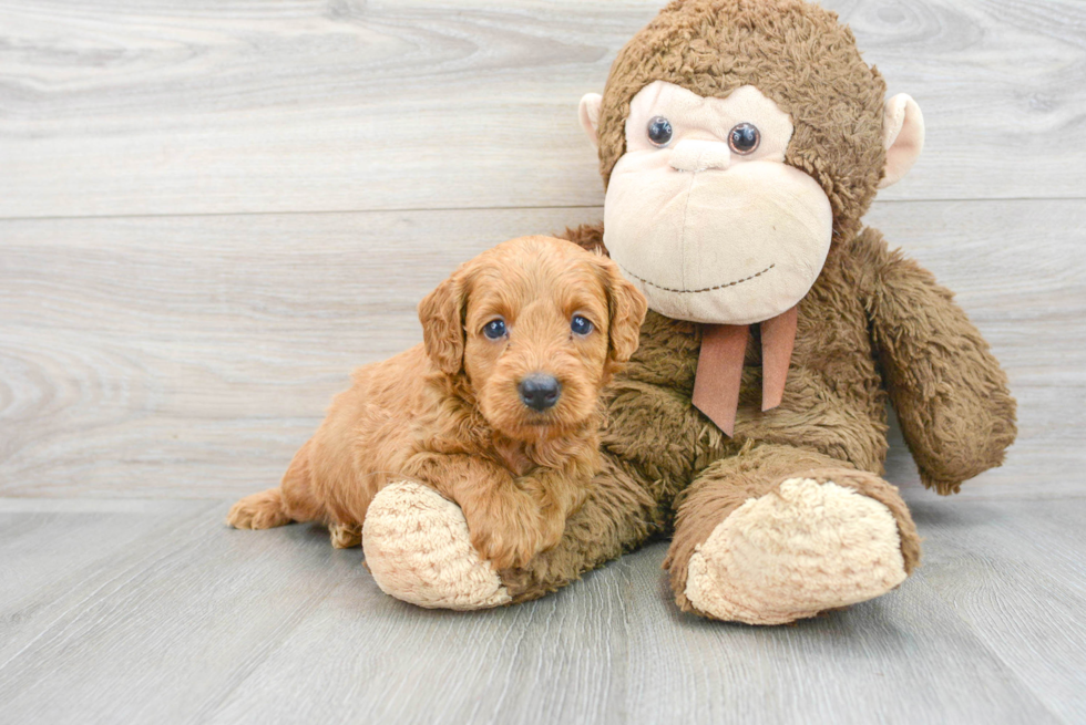 Cute Mini Goldendoodle Baby