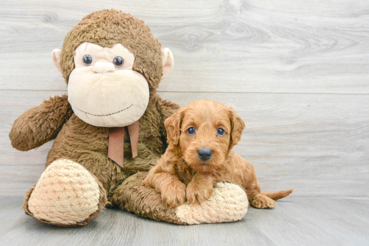 Mini Goldendoodle Pup Being Cute