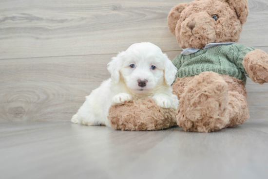 Best Mini Goldendoodle Baby