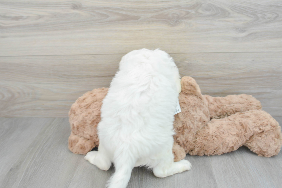 Small Mini Goldendoodle Baby