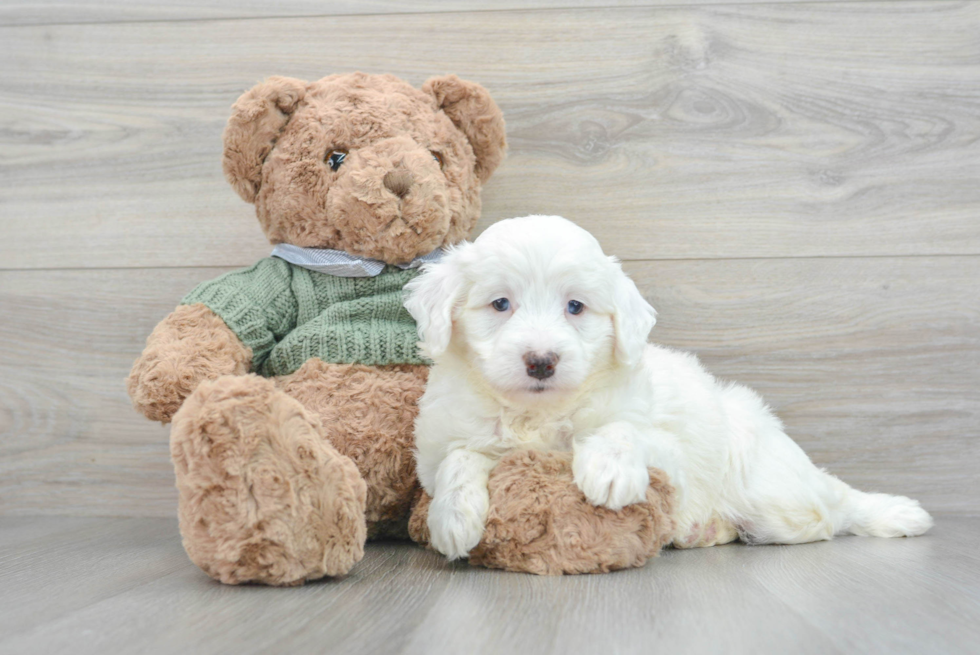 Mini Goldendoodle Puppy for Adoption