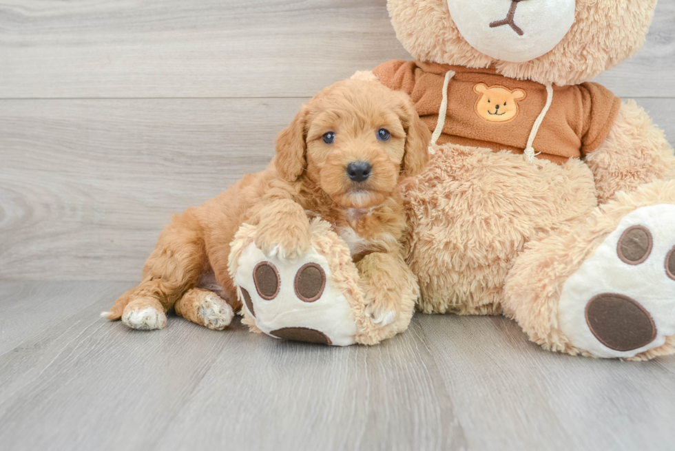 Best Mini Goldendoodle Baby