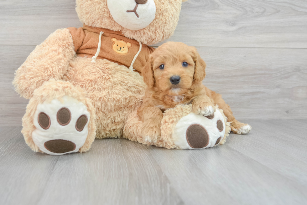 Best Mini Goldendoodle Baby