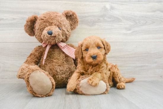 Playful Mini Groodle Poodle Mix Puppy