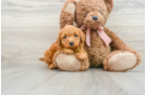 Best Mini Goldendoodle Baby