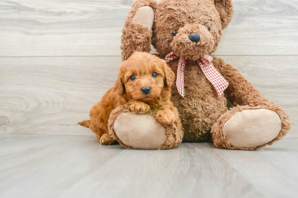 6 week old Mini Goldendoodle Puppy For Sale - Premier Pups