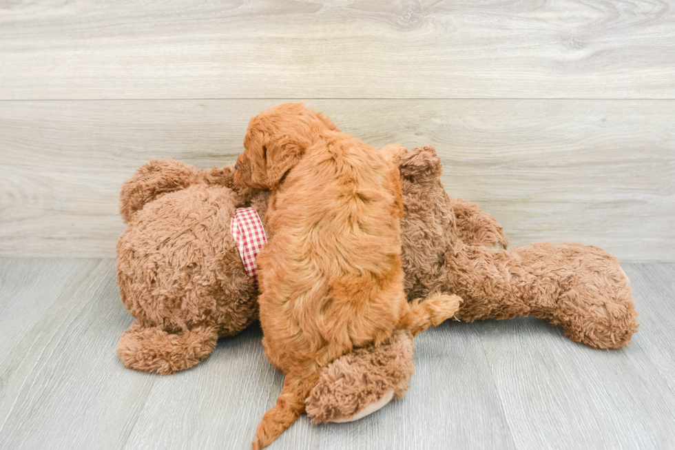 Best Mini Goldendoodle Baby