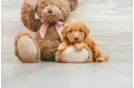 Mini Goldendoodle Puppy for Adoption