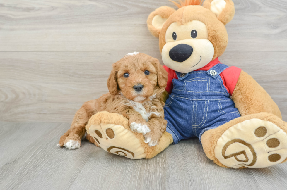 5 week old Mini Goldendoodle Puppy For Sale - Premier Pups