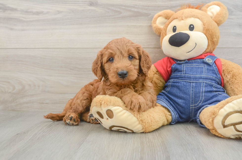 5 week old Mini Goldendoodle Puppy For Sale - Premier Pups
