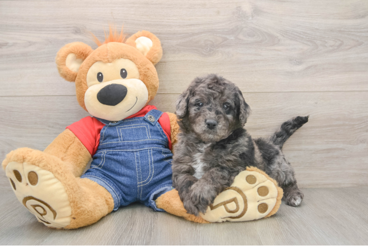Mini Goldendoodle Puppy for Adoption