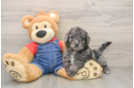 Mini Goldendoodle Puppy for Adoption