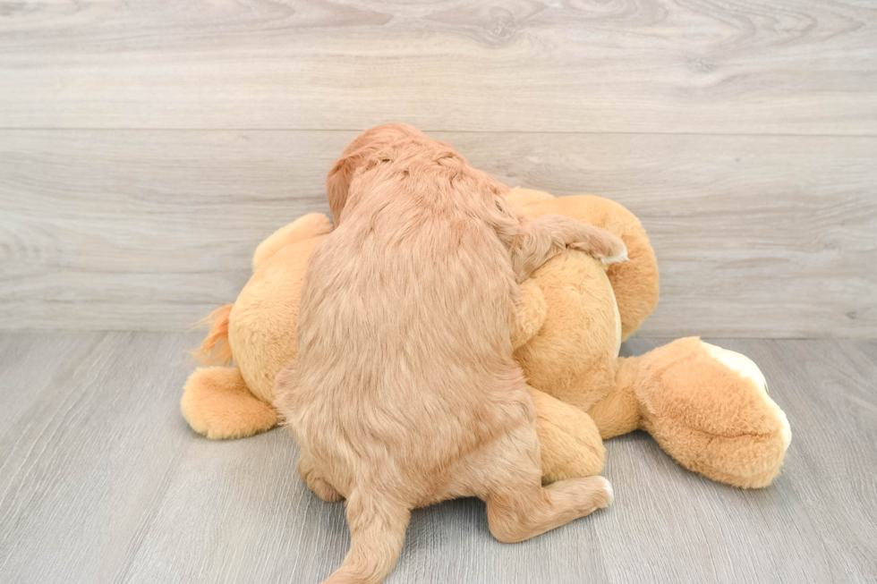 Mini Goldendoodle Puppy for Adoption