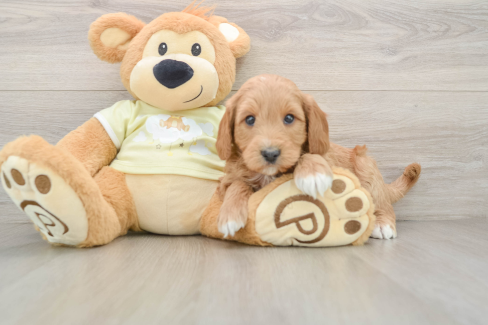 Mini Goldendoodle Puppy for Adoption