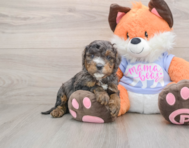 6 week old Mini Goldendoodle Puppy For Sale - Premier Pups