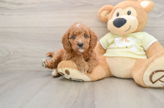 Mini Goldendoodle Pup Being Cute