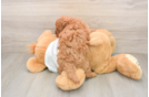 Best Mini Goldendoodle Baby
