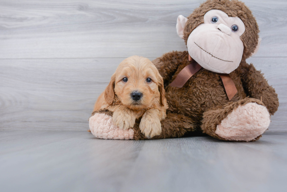 Happy Mini Goldendoodle Baby