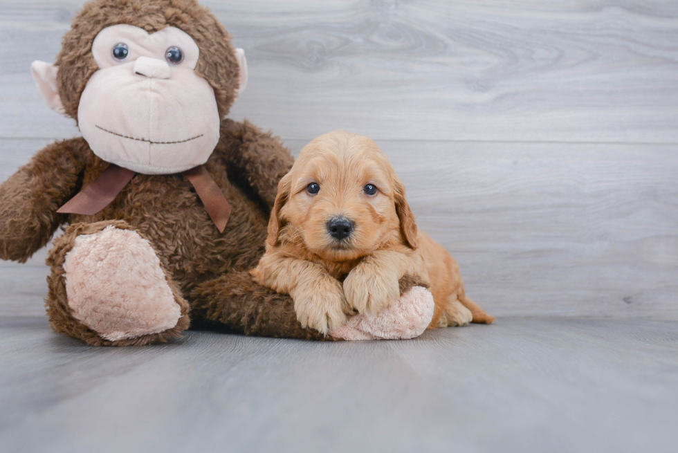 Best Mini Goldendoodle Baby