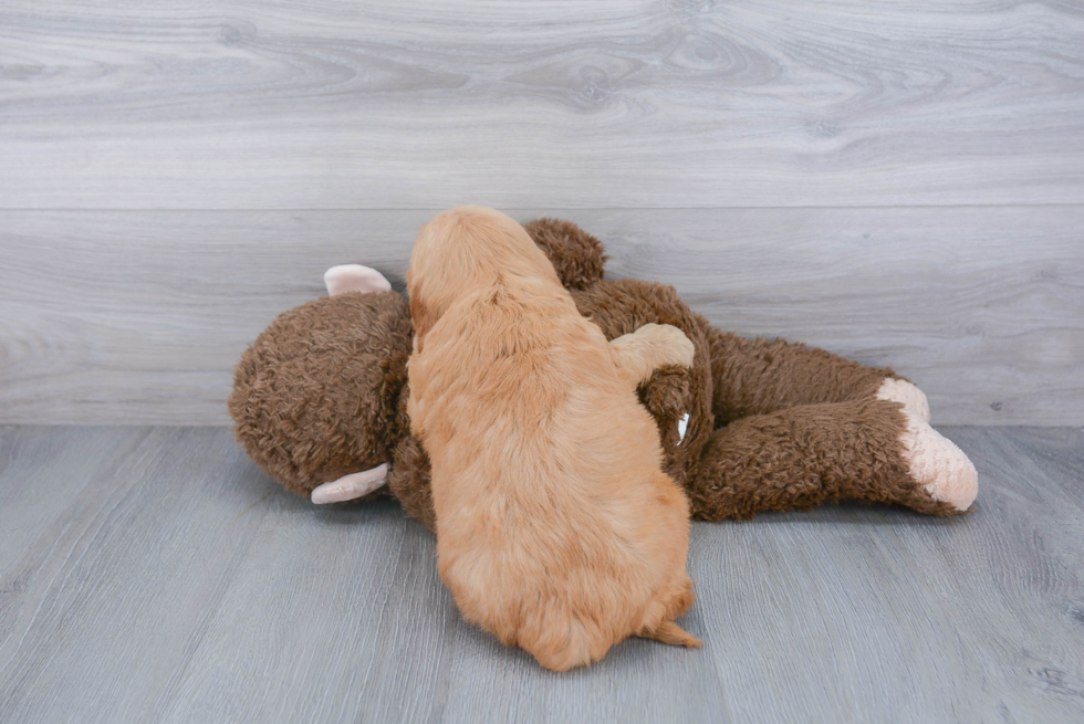 Mini Goldendoodle Pup Being Cute