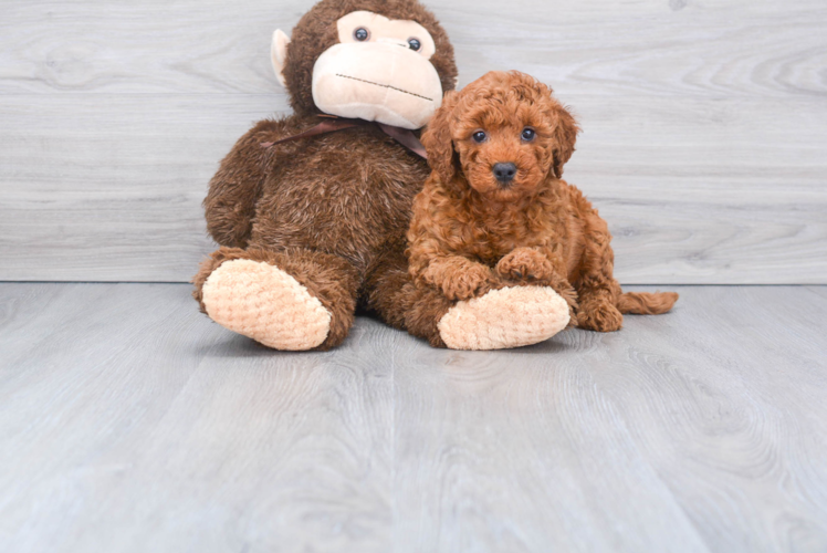 Mini Goldendoodle Pup Being Cute