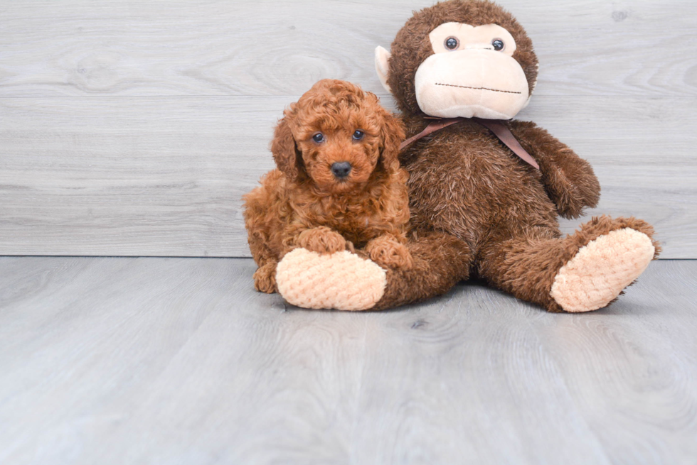 Sweet Mini Goldendoodle Baby