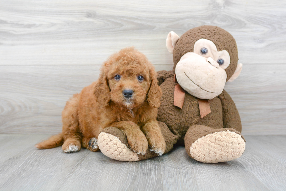 Mini Goldendoodle Puppy for Adoption