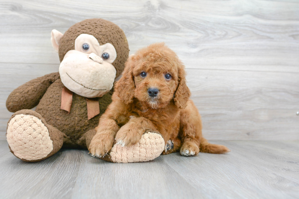 Sweet Mini Goldendoodle Baby