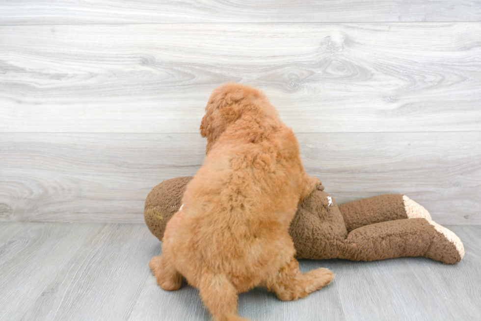 Mini Goldendoodle Puppy for Adoption