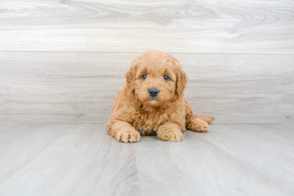 Mini Goldendoodle Puppy for Adoption