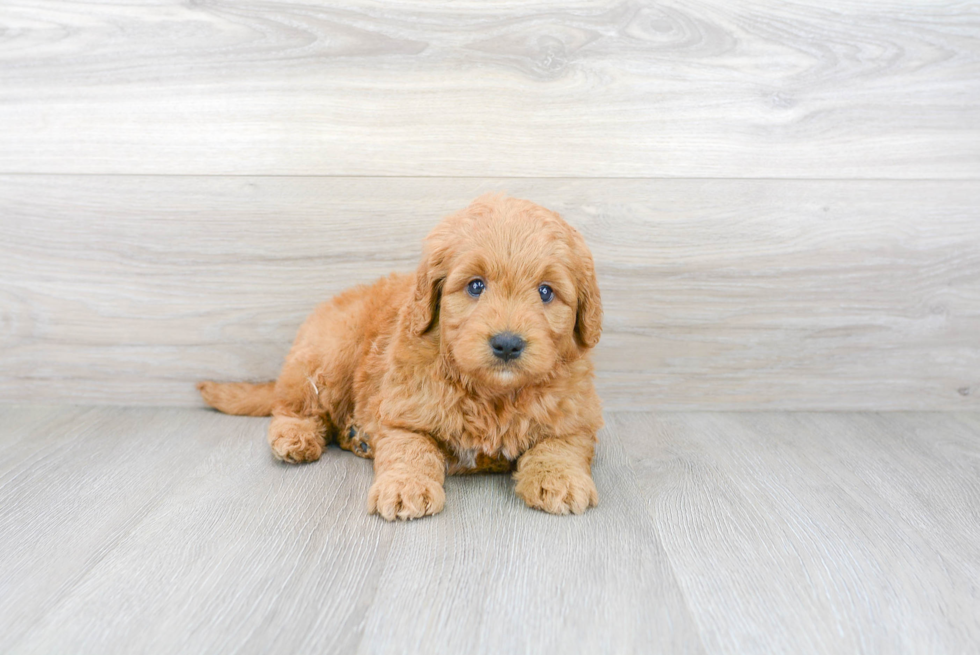 Best Mini Goldendoodle Baby