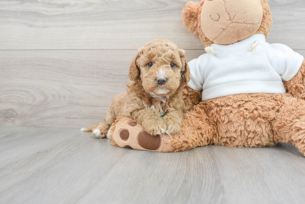 Small Mini Goldendoodle Baby