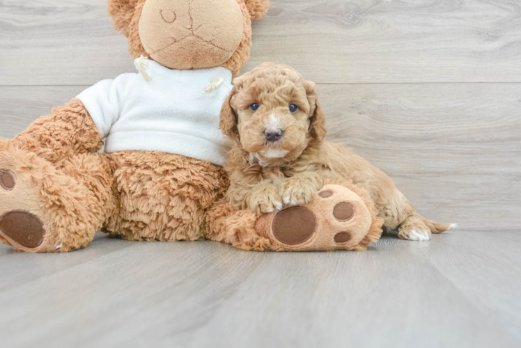 Mini Goldendoodle Pup Being Cute