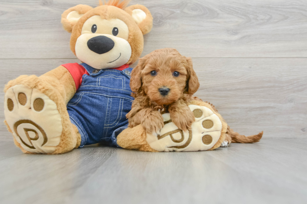 5 week old Mini Goldendoodle Puppy For Sale - Premier Pups