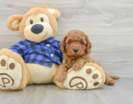 8 week old Mini Goldendoodle Puppy For Sale - Premier Pups