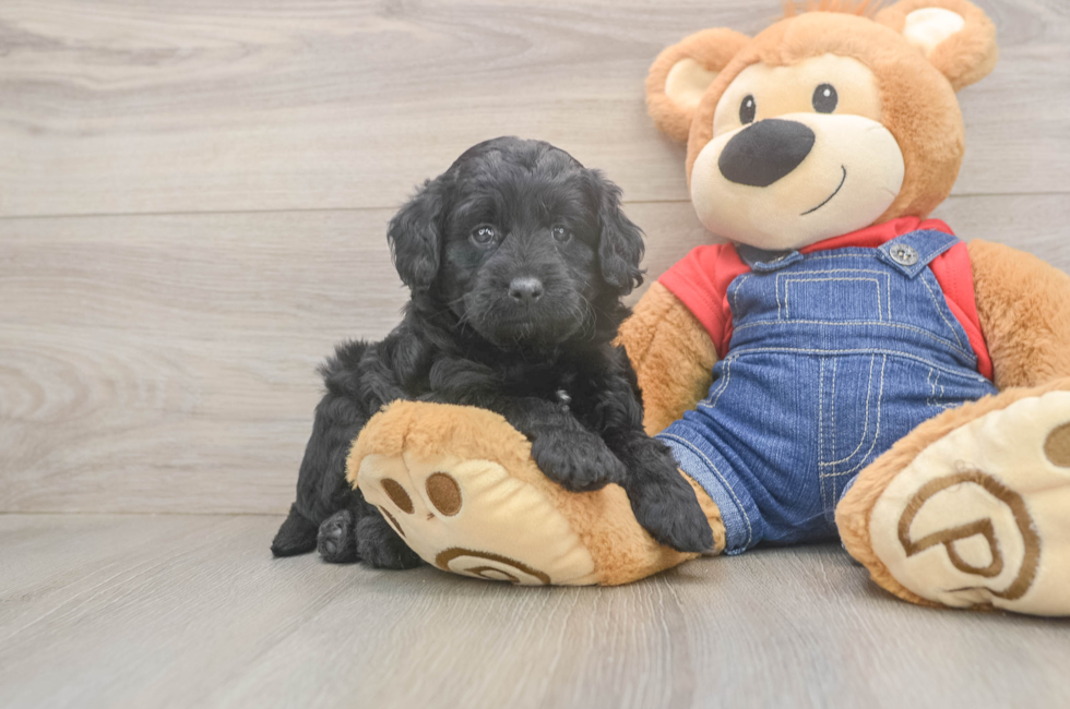 5 week old Mini Goldendoodle Puppy For Sale - Premier Pups