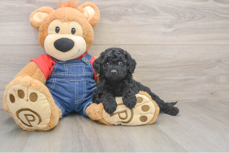 Best Mini Goldendoodle Baby