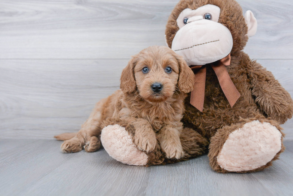 Best Mini Goldendoodle Baby